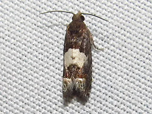 Aster Eucosma Moth - photo 7