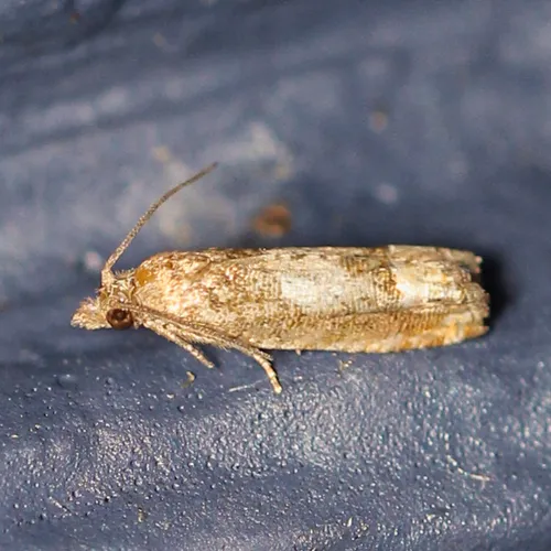 Aster Eucosma Moth - photo 8