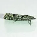 Eucosma parvana - Hodges#2964