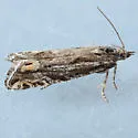 Eucosma parvana - Hodges#2964 - photo 2