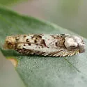 Eucosma patagoniana - Hodges#2976.1
