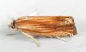 Eucosma radiatana - Hodges#2908 - photo 4