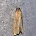 Eucosma radiatana - Hodges#2908 - photo 5