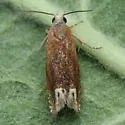 Reddish Eucosma - Hodges#2928 - Eucosma raracana