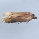 Eucosma rusticana - Hodges#3125 - Eucosma rusticana
