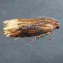 Eucosma rusticana - Hodges#3125 - photo 2