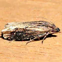 Eucosma rusticana - Hodges#3125 - photo 3