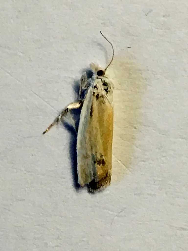 Eucosma segregata - Hodges#2991 - photo 2