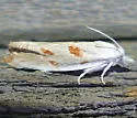 Eucosma setonana - Hodges#2988