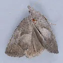 Eucosma sombreana - Hodges#3127