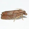 Eucosma sombreana - Hodges#3127 - photo 2