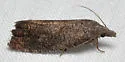 Eucosma sombreana - Hodges#3127 - photo 3