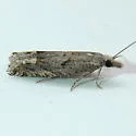 Eucosma spectana - Hodges#2959