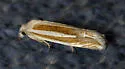 Eucosma spiculana - Hodges#2971 - photo 4