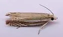 Striated Eucosma - Hodges#2973 - Eucosma striatana