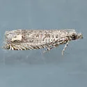 Eucosma subminimana - Hodges#2979 - photo 4