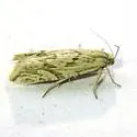 Eucosma tarandana - Hodges#2956 - Eucosma tarandana