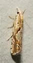 Eucosma tarandana - Hodges#2956 - photo 2