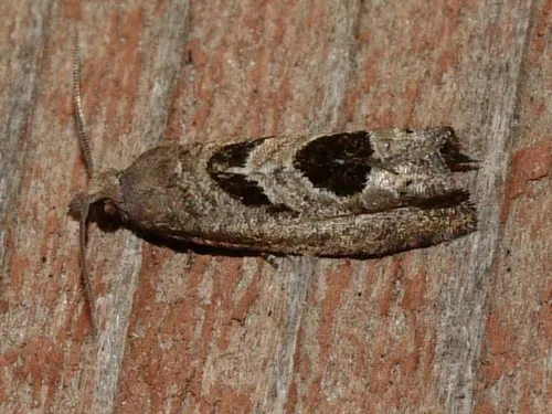 Aster-head Eucosma Moth - Hodges#2936