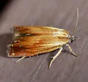 Eucosma umbrastriana - Hodges#2913 - photo 3