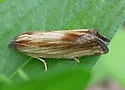 Eucosma umbrastriana - Hodges#2913 - photo 5