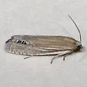 Speckled Eucosma Moth - Hodges#2926
