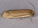 Speckled Eucosma Moth - Hodges#2926 - photo 2