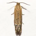 Speckled Eucosma Moth - Hodges#2926 - photo 4