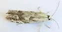 Eucosma viridis - Hodges#2998.1
