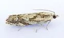 Eucosma viridis - Hodges#2998.1 - photo 4