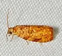 Eucosmomorpha nearctica - Hodges#3399.2