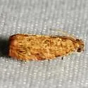 Eucosmomorpha nearctica - Hodges#3399.2 - photo 3