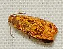 Eucosmomorpha nearctica - Hodges#3399.2 - photo 4