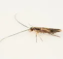 Eucosmophora manilkarae - Hodges#0696.1