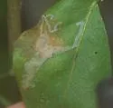 Eucosmophora pithecellobiae - Hodges#0696.2 - photo 4