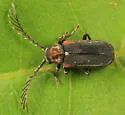 Eucrada humeralis