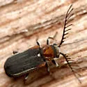 Eucrada humeralis - photo 2