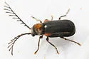 Eucrada humeralis - photo 3