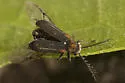 Eucrada humeralis - photo 4