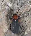 Eucrada humeralis - photo 5