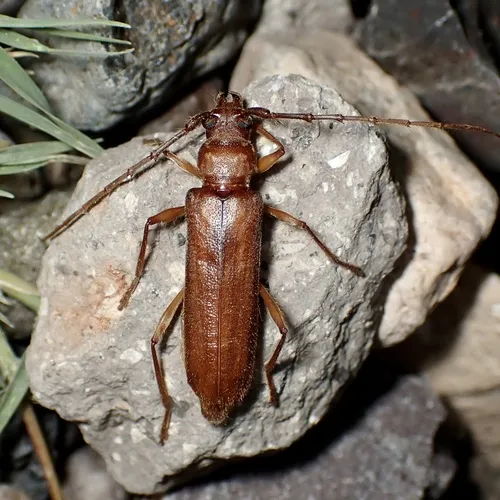 Eucrossus villicornis - Eucrossus villicornis