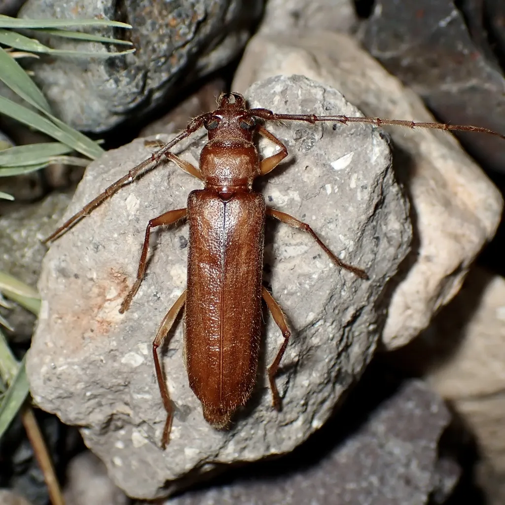 Eucrossus villicornis - photo 2