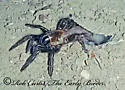Southwestern Trapdoor Spider - photo 2