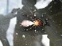 Southwestern Trapdoor Spider - photo 3