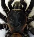 Southwestern Trapdoor Spider - photo 4