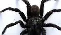 Southwestern Trapdoor Spider - photo 5
