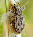 Eucyllus saesariatus