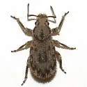Eucyllus vagans - Eucyllus vagans