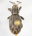 Eucyllus vagans - photo 2