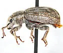 Eucyllus vagans - photo 3